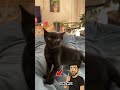 Funny cat #cat #funny #chat #memes #cute #animals #animaux #humour #pets #pet #dog #chien