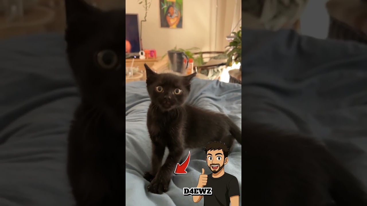 Funny cat #cat #funny #chat #memes #cute #animals #animaux #humour #pets #pet #dog #chien
