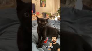Funny cat #cat #funny #chat #memes #cute #animals #animaux #humour #pets #pet #dog #chien