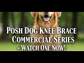 Prevent Further Damage - Posh Dog Knee Brace