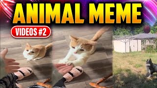 Animal Meme Videos #2 by Colossus64 82 views 10 months ago 4 minutes, 31 seconds