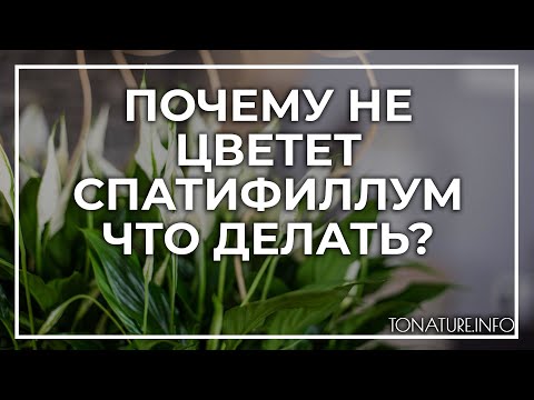 Почему не цветет спатифиллум – что делать? | toNature.Info