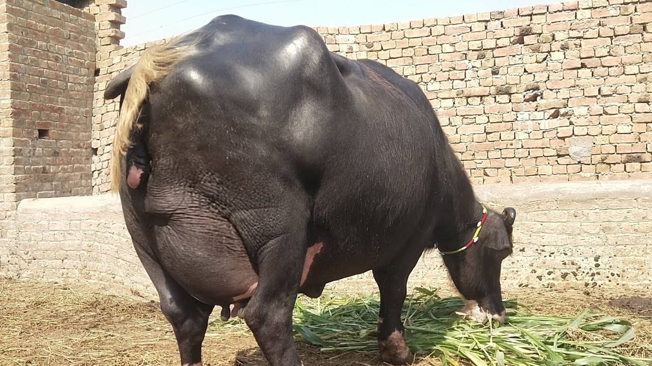Top class beautiful pure neeli Ravi buffalo far sale in Punjab Pakistan ...