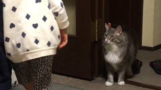 子供に興味津々な猫 ノルウェージャンフォレストキャットCats interested in children.Norwegian Forest Cat.