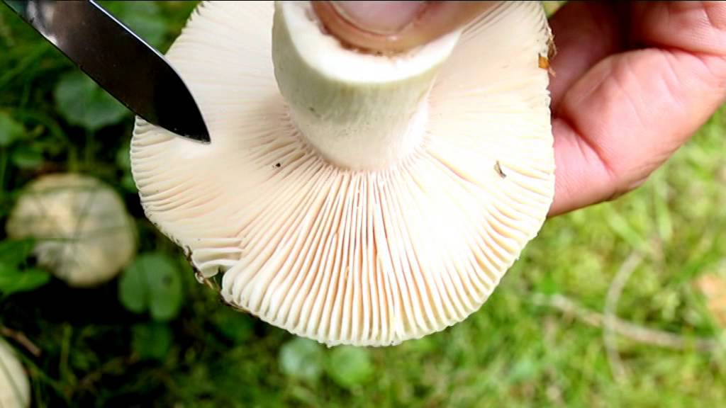 Russula virescens @ Conoscere i funghi 01.09.2015