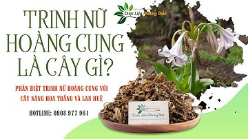 Trinh nữ hoàng cung là cây gì? Mọc ở đâu? Có tác dụng như thế nào? | Dược Liệu Phương Thảo
