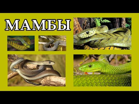 МАМБЫ - Змеи, осыпающие смертельными поцелуями