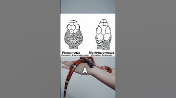 Snake 101: Decoding Venom - How to Identify Venomous Snakes #animals #snake #snakes #shorts