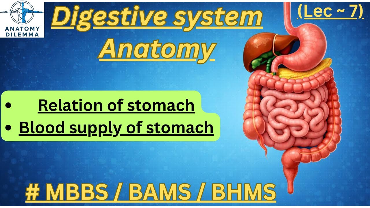 Relation of stomach | blood supply of stomach| digestive system anatomy | DR MUKUL GOYAL|  