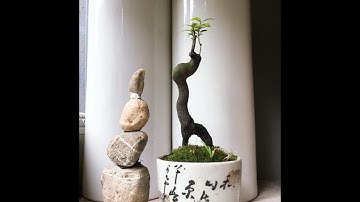 Tìm hiểu Cây tùng đen, còn gọi là "trà xương đen", "tràng đen" hay "cứt chuột"