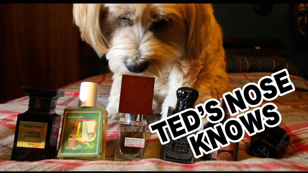 Ted's Nose Knows Ep.1 My Dog Smells Perfume YouTube