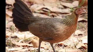 SUARA PIKAT AYAM HUTAN BETINA DAN ANAKNYA BERSIH DAN MANTAP