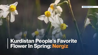 Kurdistan People's Favorite Flower In Spring  Nergiz