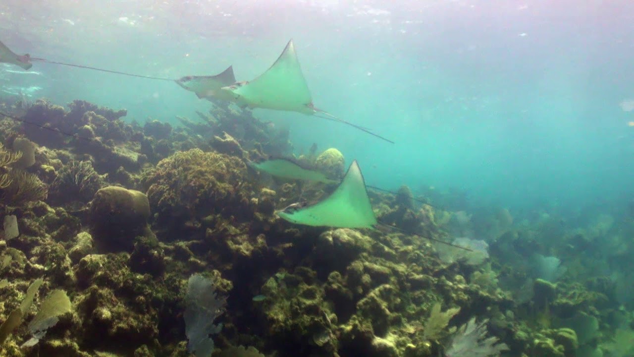 Scuba Diving Belize, Hol Chan Marine Reserve HD