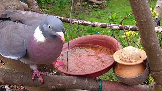 Bird Bath 18 - Spa Broken By Wood Pigeon The Blue Tits Dont Mind Feat. Robin Redbreast. Asmr