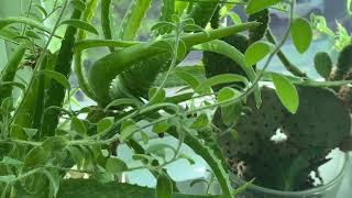 Kệ Cửa Sổ Xinh