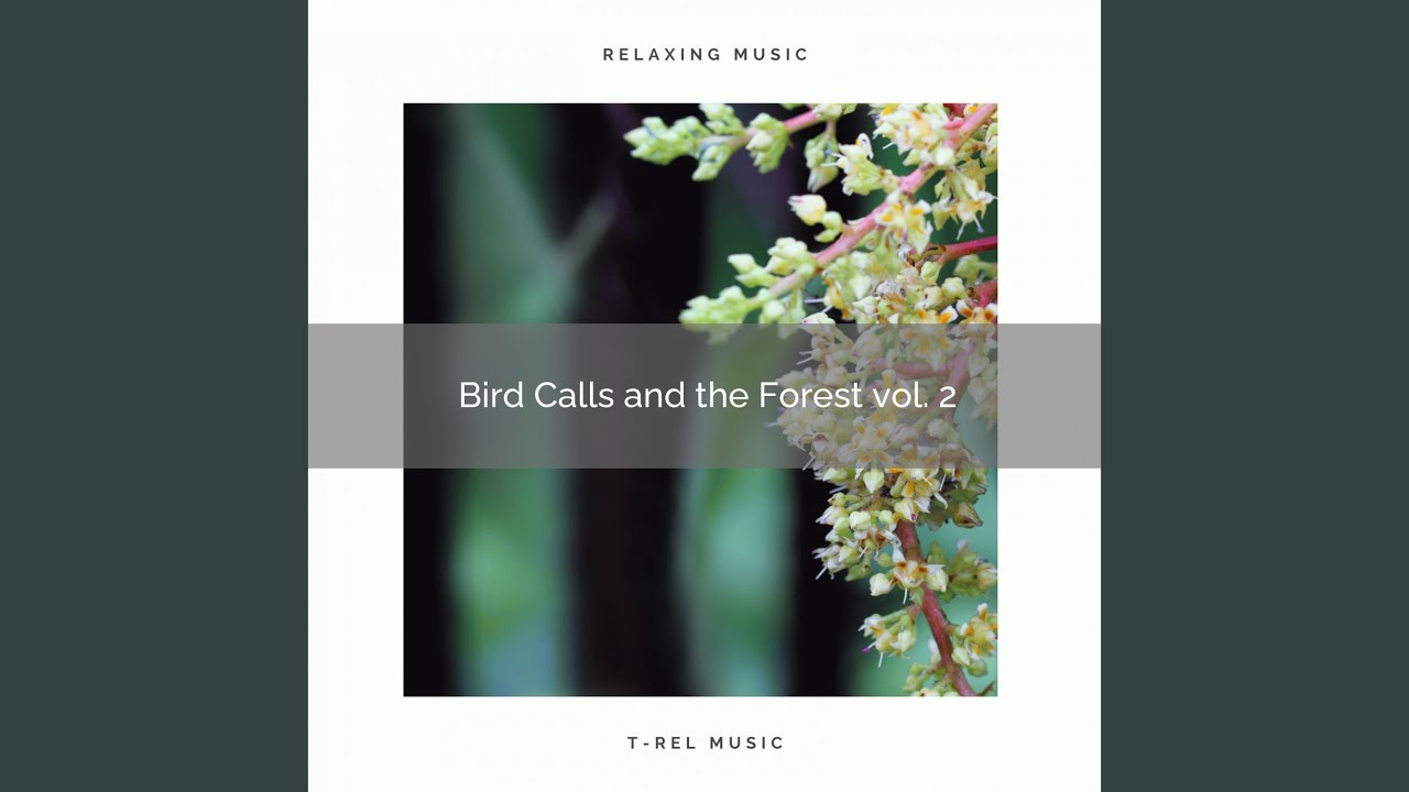 Experience Hard Relax with Unique Nature Sounds for Sleep