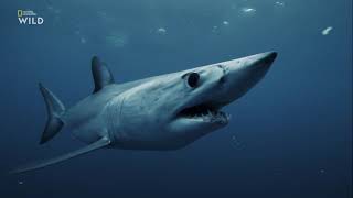 Что помогает акуле  — обыкновенный мако (Isurus oxyrinchus) развивать максимальное ускорение ?