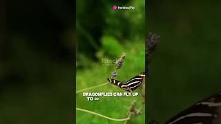 Mind-Blowing Bug Facts You Didn't Know! #shorts #trending