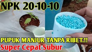Download Pupuk Pertama Cabe Umur 7 Hst Pakai Pupuk Ini Cepat Subur || Part 2 Video MP3 Pupuk Pertama Cabe Umur 7 Hst Pakai Pupuk Ini Cepat Subur || Part 2