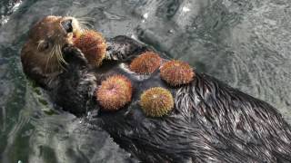 Biome Documentary: Kelp Forest