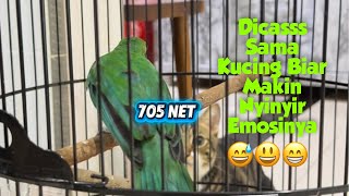 Download Lagu Cucak Ijo Barbarrr Dicass Sama Kucing  MP3