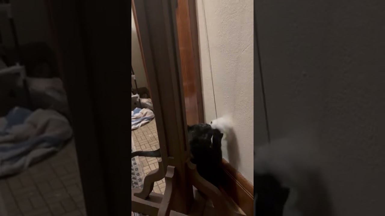 Interactive Door Hanging Cat Toy Mouse