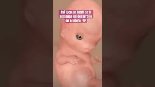 A las 9 semanas de gestación del bebé,sus rasgos y órganos principales ya se están desarrollando❤️ A las 9 semanas de gestación del bebé,sus rasgos y órganos principales ya se están desarrollando❤️