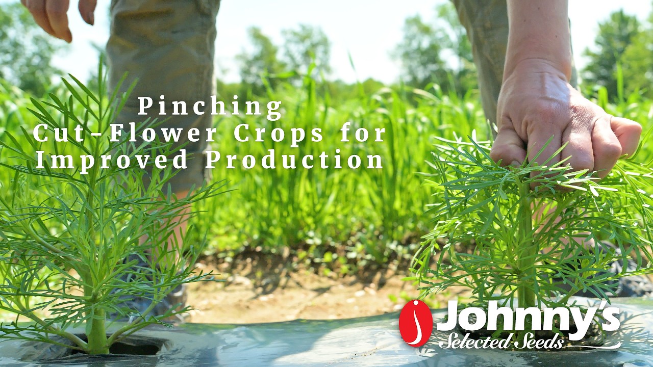 花摘み Pinching for Cut Flower Production - YouTube