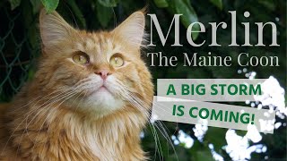 Merlin the Maine Coon and Mina - A Big Storm Is Coming! by Merlin the Maine Coon 943 views 3 years ago 2 minutes, 48 seconds