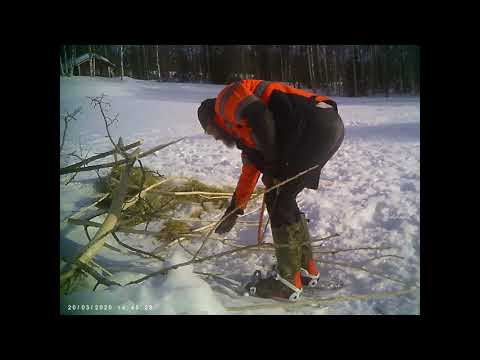 Video: Kuinka Jänis Hauduttaa