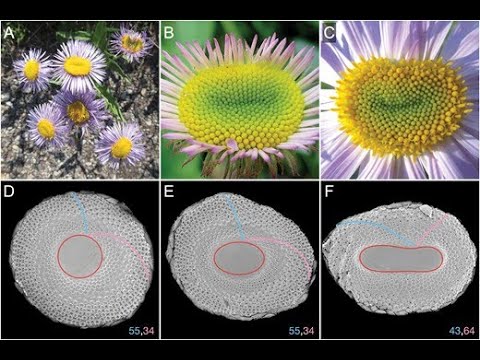 Phyllotaxis without symmetry: What can we learn from flower heads?
