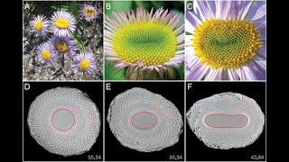Phyllotaxis without symmetry: What can we learn from flower heads