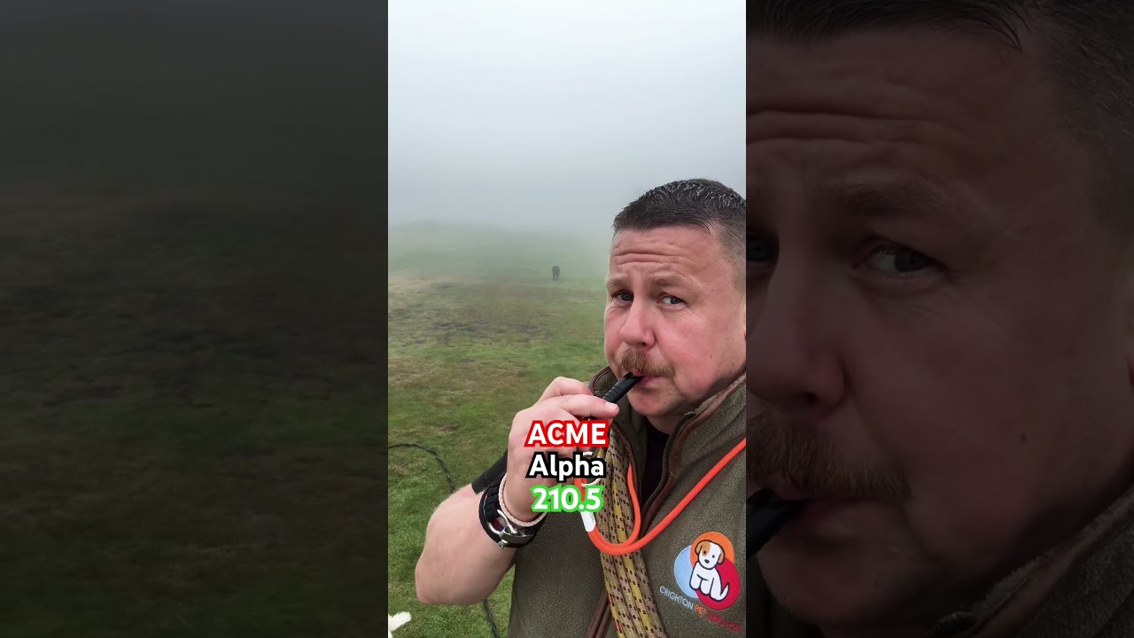 ПОМОГИТЕ!!! Я потерял свою собаку @acmewhistles1817 💙🧡❤️ 