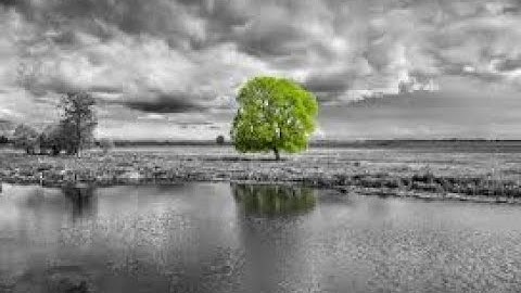 سورة التوبة (الحزب 21) القارئ حاتم فريد الواعر