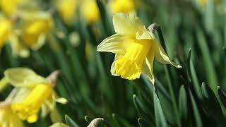 Sen Muhammed Mustafa’sın İlahisi. (Müziksiz İlahi) Resimi