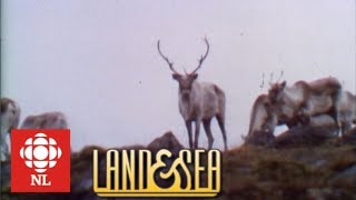 Land & Sea: Big Game Hunting in Newfoundland