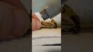Black Swollowtail Chrysalis dissected