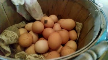 Ncu qe qaib phaum 5  ,nij hnub UA cov hauj lwm qub