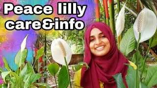 Peace lily care & info in malayalam/peace lily propagation and repotting/peace lily fertilisation