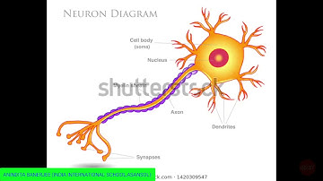 Class V Science Chapter 4 (The Nervous System)
