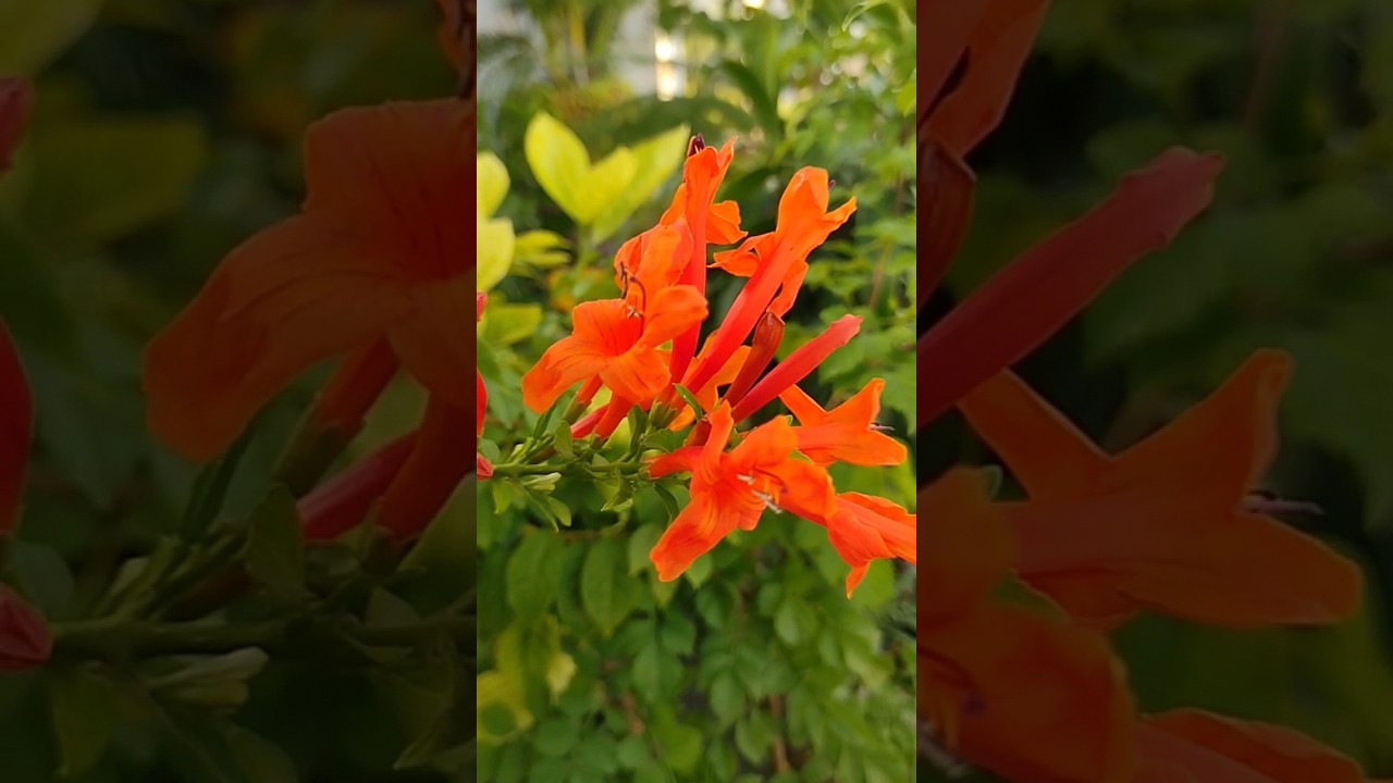 tecoma Capensis flower plant 