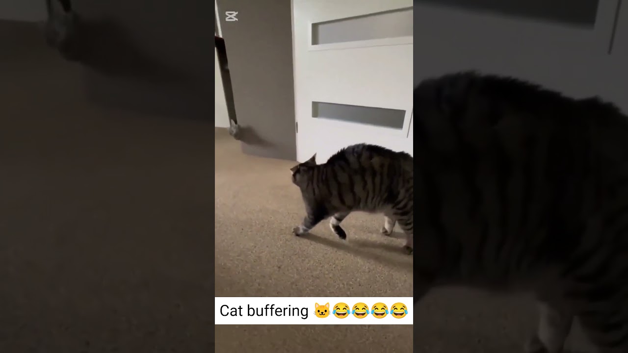 Cat buffering 🐱😂😂😂😂 