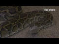 The Best Female Golfer in the World Hates Snakes (Trailer)