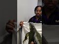 FedEx workers run screaming after man unboxes live iguana inside store #shorts
