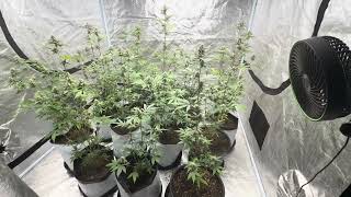 GlitterBomb & Grapes and Cream update