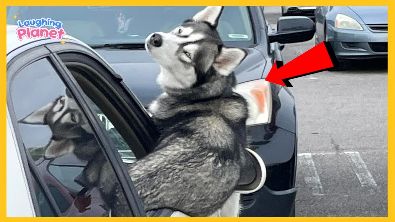 🐕🤯FULL Dogs are the Kings of Comedians 🤣 Funniest Dog Videos 2026