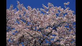 Paul Mauriat  Golden Hits 3