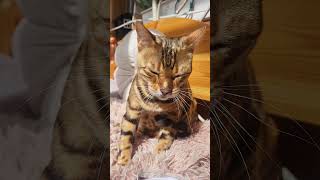 My Bengal Cat Found Peace on the Balcony ☀️🐈 #CatShorts #catshorts