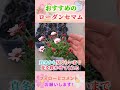 ローダンセマム 新新種 プリマリア #園芸 #ガーデニング #初心者